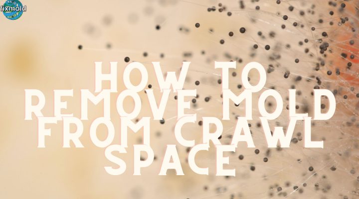 How To Remove Mold From Your Crawl Space