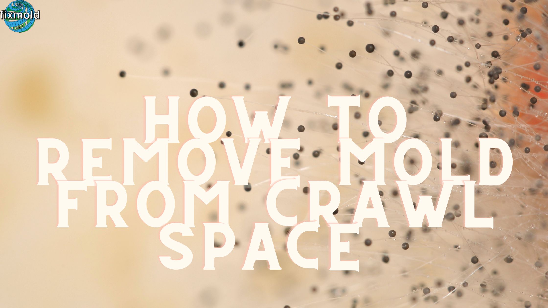 How To Remove Mold From Your Crawl Space