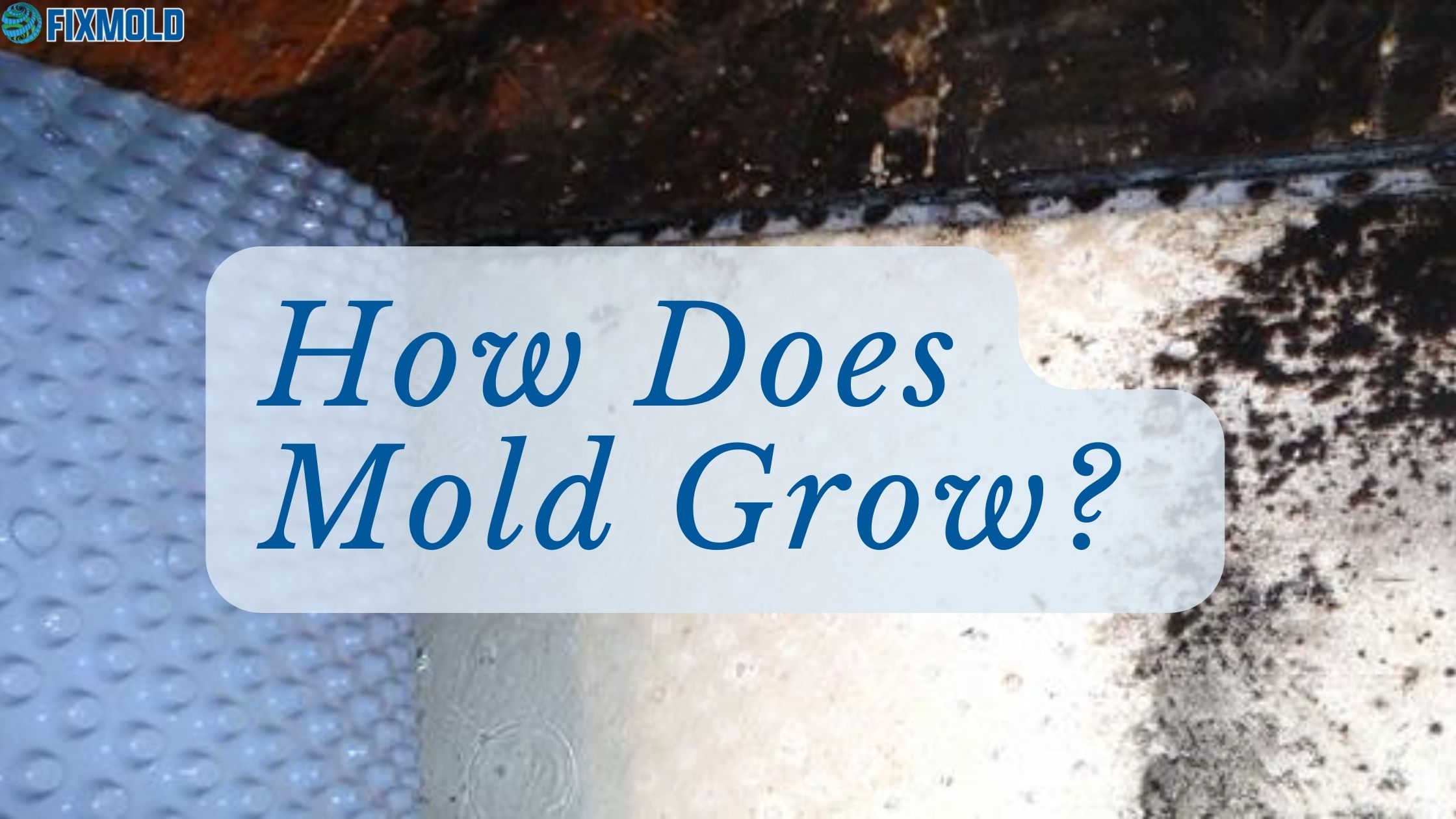 How does mold grow