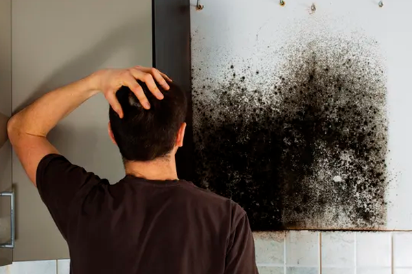 diy mold remediation