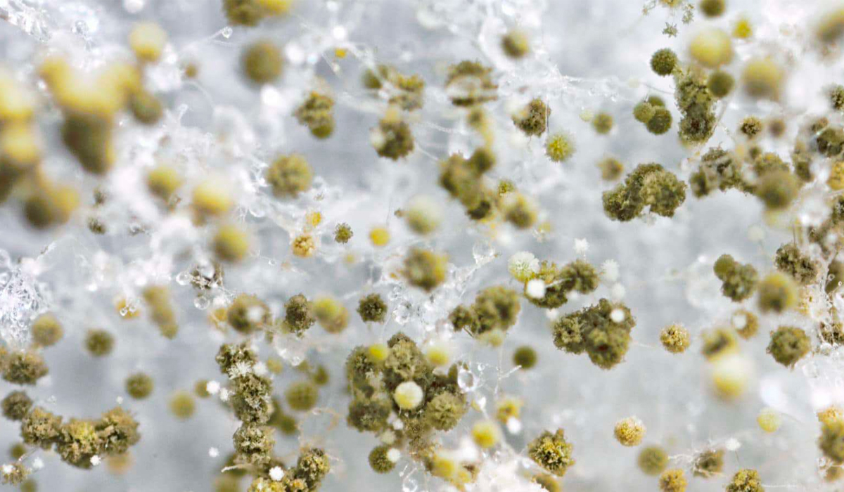 mold spores and respiratory health